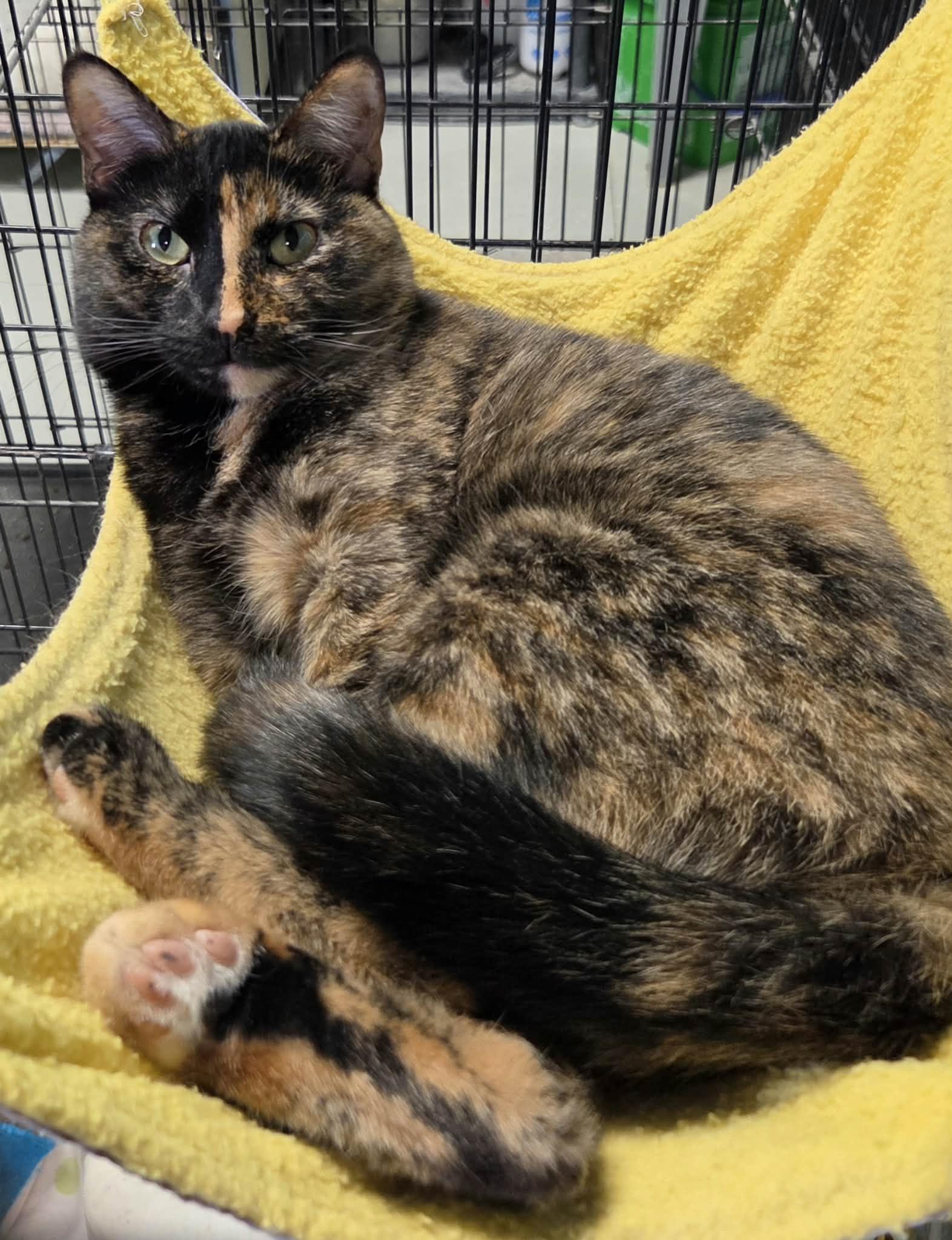 Enlarge Monroe, a Adoptable Domestic Short Hair in Detroit Lakes, MN image 1/3