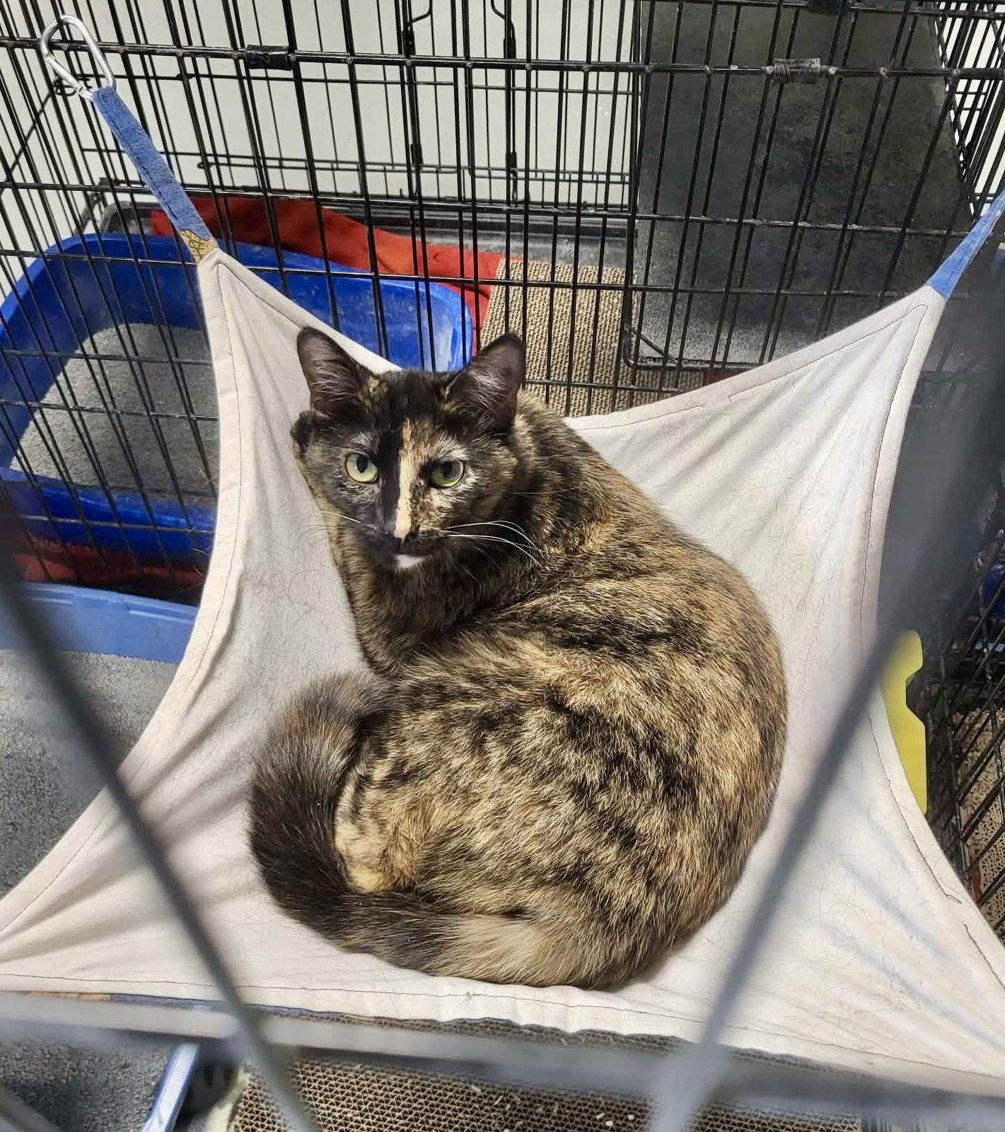 Enlarge Monroe, a Adoptable Domestic Short Hair in Detroit Lakes, MN image 3/3