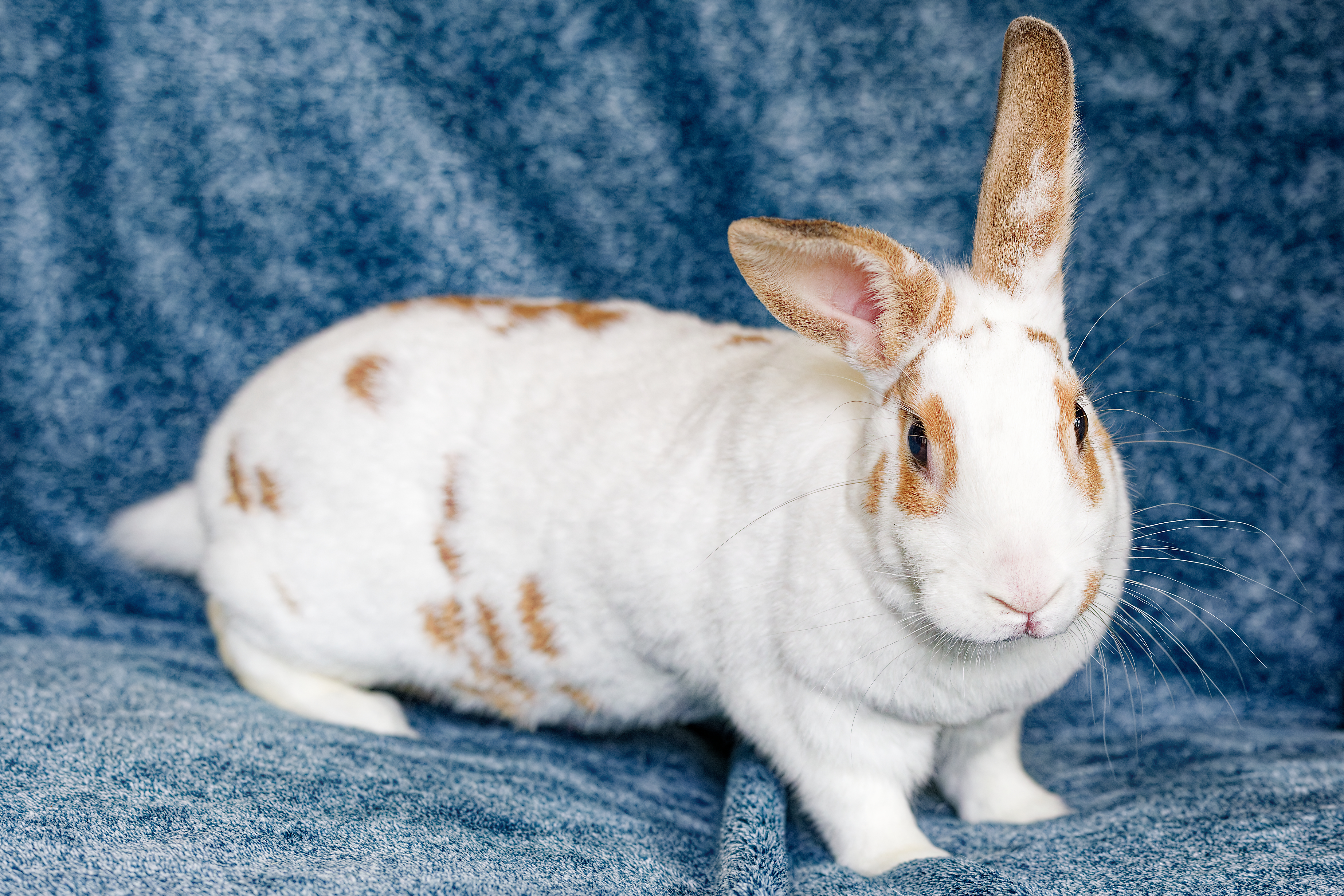 Enlarge Maxine, a Adoptable mixed breed in Coralville, IA image 4/6