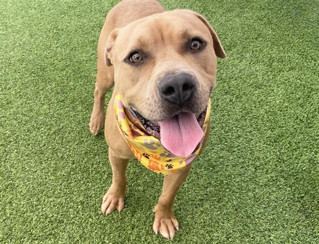 SCULLY, Adoptable, Young Male American Staffordshire Terrier & Mixed Breed.