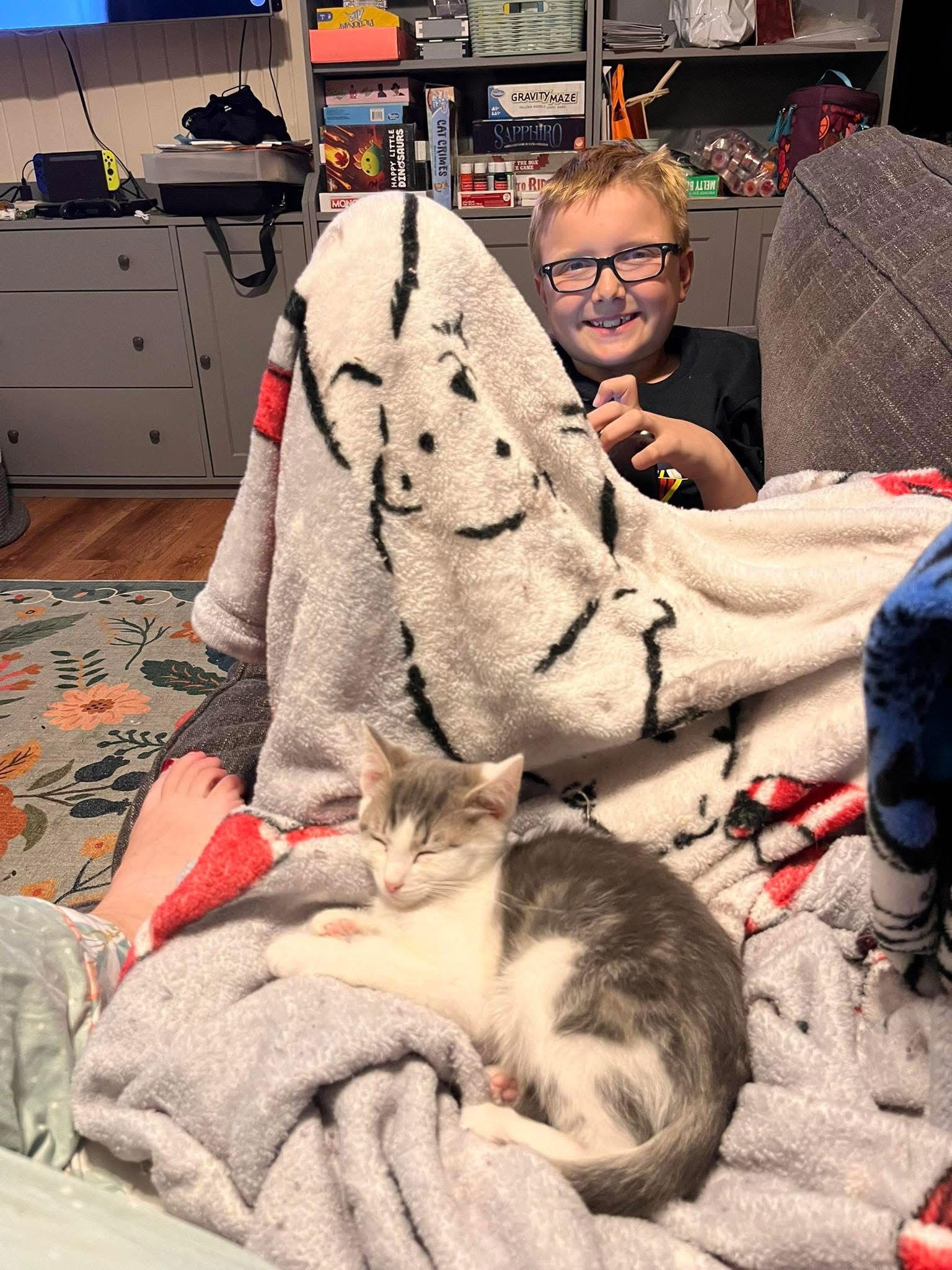 Enlarge Pugsley (The Addams Family Litter), a Adopted Domestic Short Hair in Mattoon, IL image 1/3