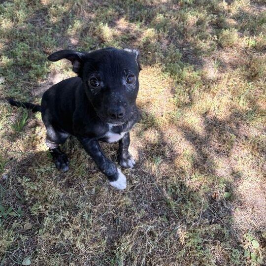 Enlarge Eclair, a ADOPTABLE mixed breed in Valdosta, GA image 3/3