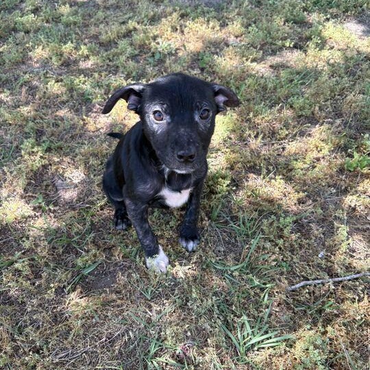 Enlarge Eclair, a ADOPTABLE mixed breed in Valdosta, GA image 2/3