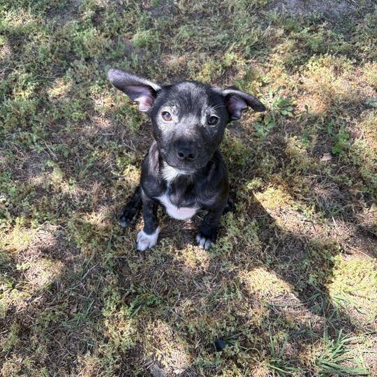 Enlarge Eclair, a ADOPTABLE mixed breed in Valdosta, GA image 1/3
