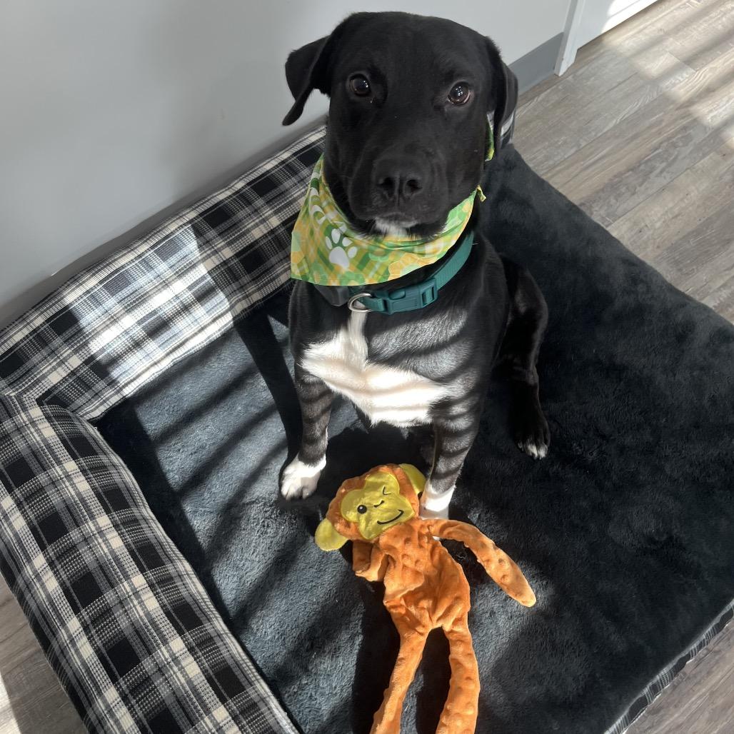 Archer, Adoptable, Young Male Labrador Retriever & Mixed Breed.