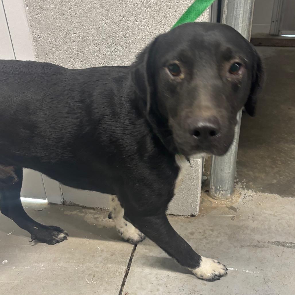 Archer, a Adoptable mixed breed in Richmond Hill, GA image 2/5
