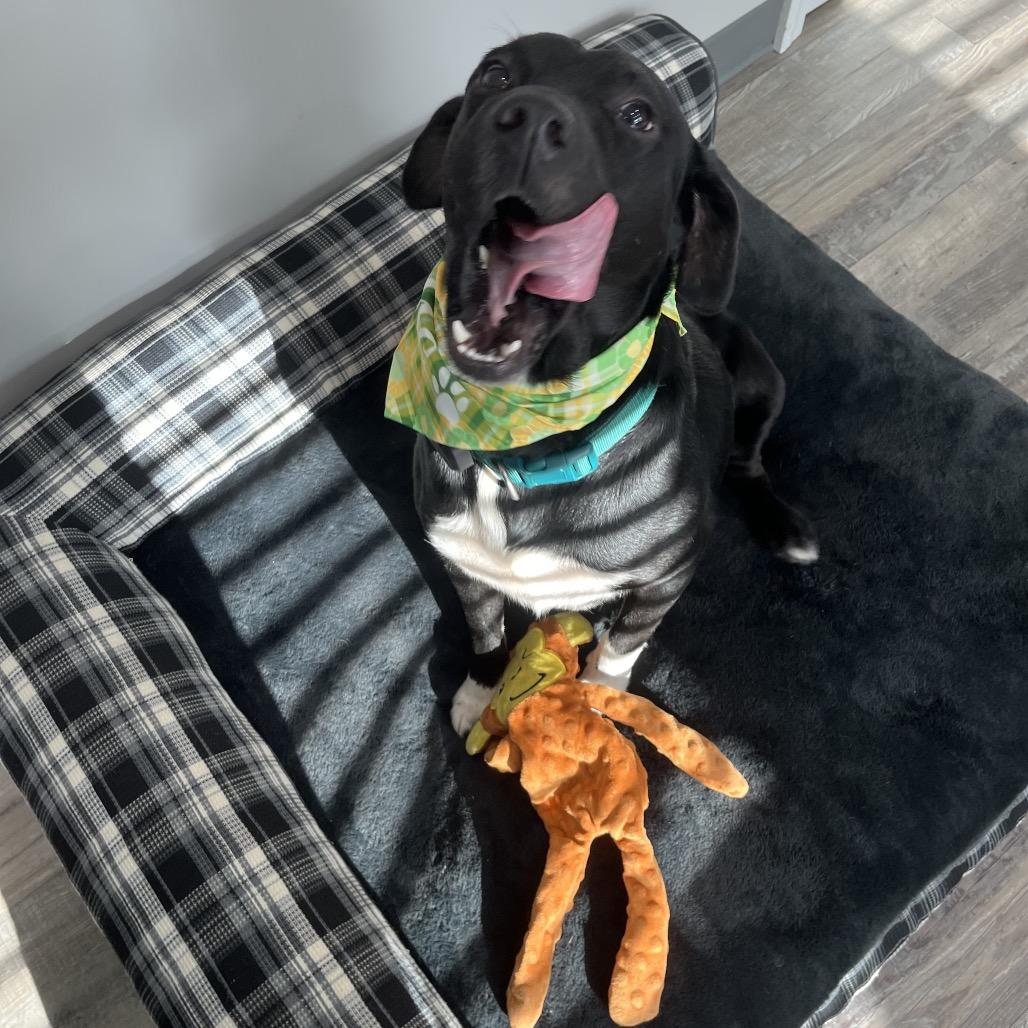 Archer, a Adoptable mixed breed in Richmond Hill, GA image 3/5