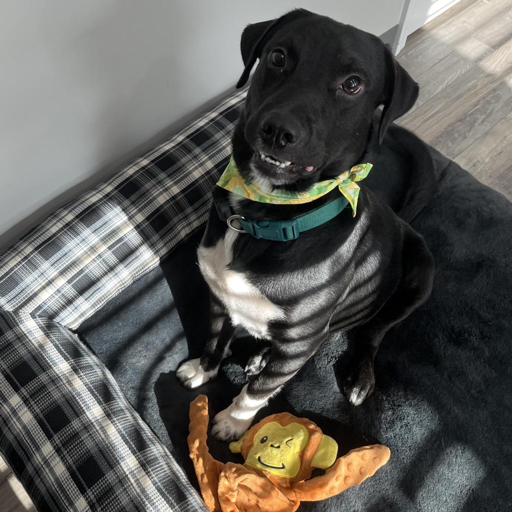 Archer, a Adoptable mixed breed in Richmond Hill, GA image 4/5