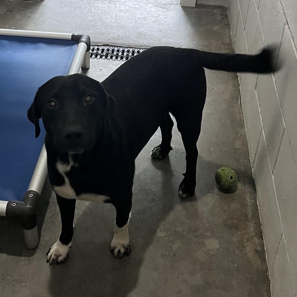 Archer, a Adoptable mixed breed in Richmond Hill, GA image 5/5