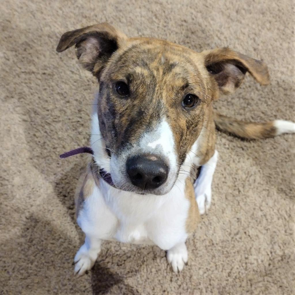 Enlarge Samson, a ADOPTABLE mixed breed in Columbia, MO image 2/4