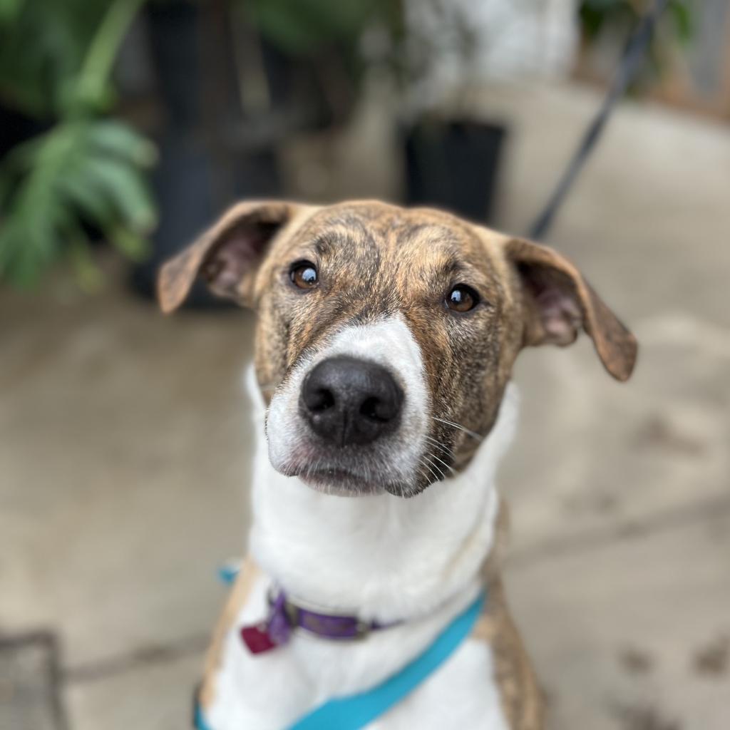 Enlarge Samson, a ADOPTABLE mixed breed in Columbia, MO image 1/4