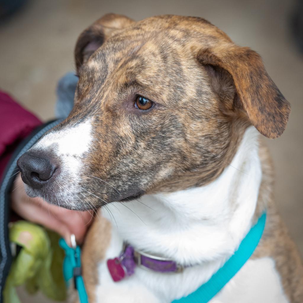 Enlarge Samson, a ADOPTABLE mixed breed in Columbia, MO image 4/4