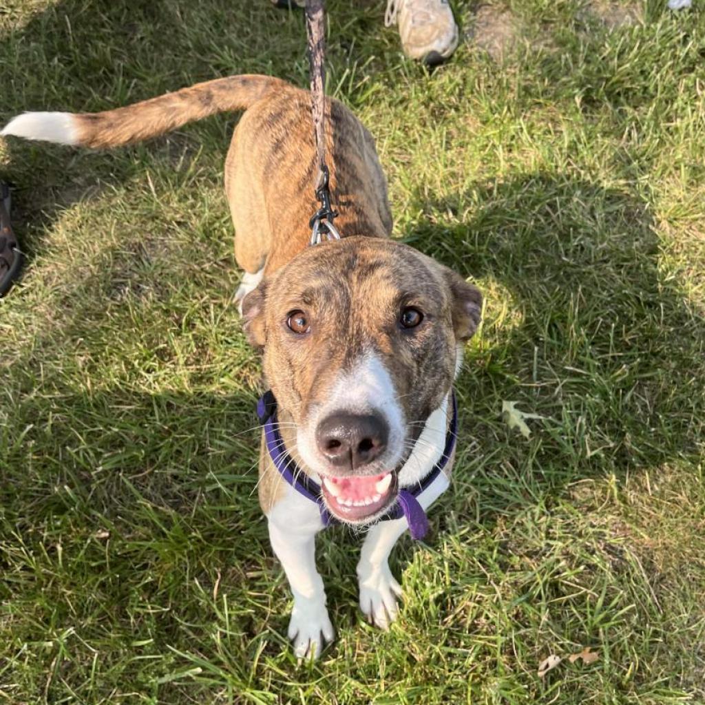 Enlarge Samson, a ADOPTABLE mixed breed in Columbia, MO image 3/4