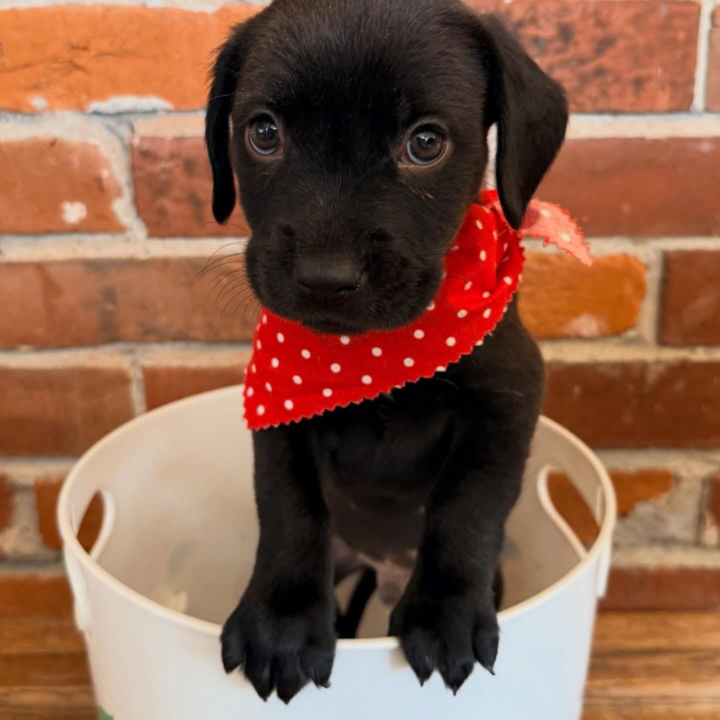 Enlarge Harold, a Adoptable mixed breed in O'Fallon, MO image 1/4