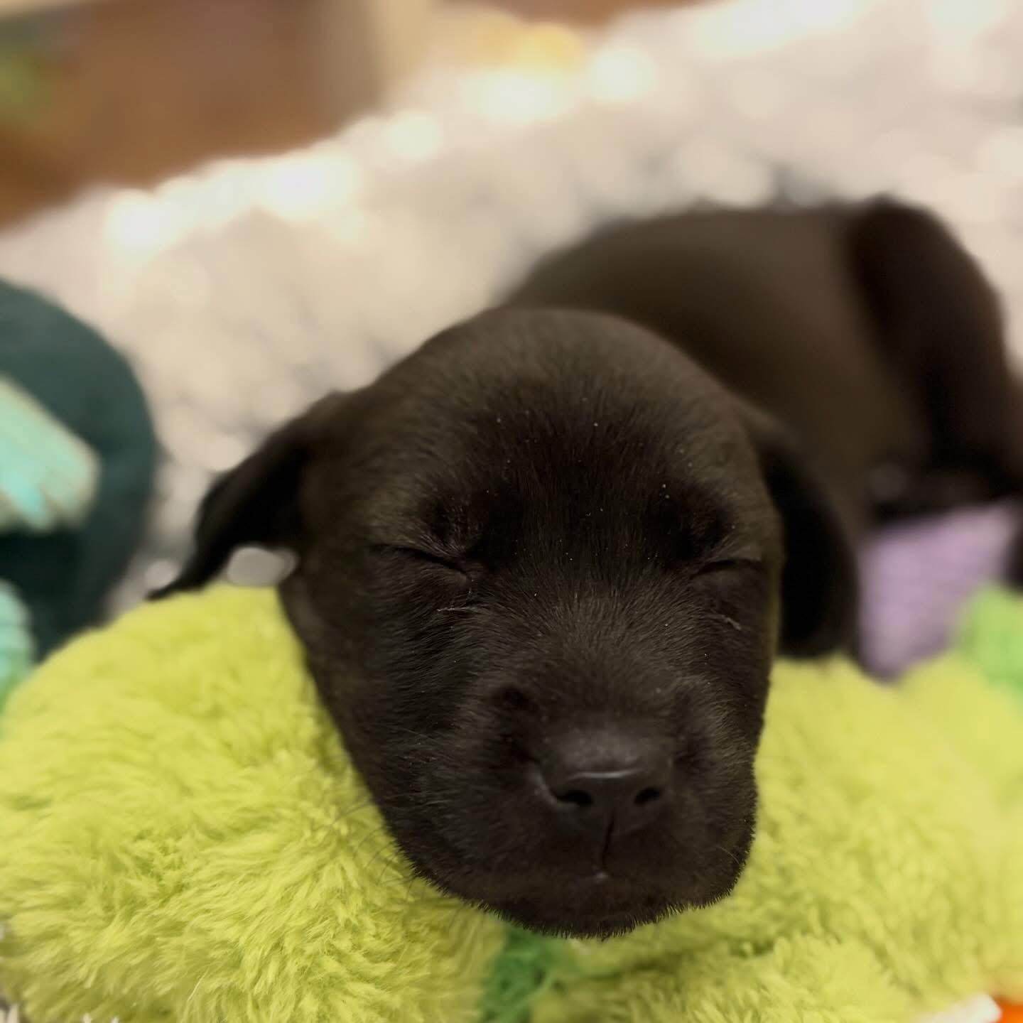 Enlarge Harold, a Adoptable mixed breed in O'Fallon, MO image 4/4