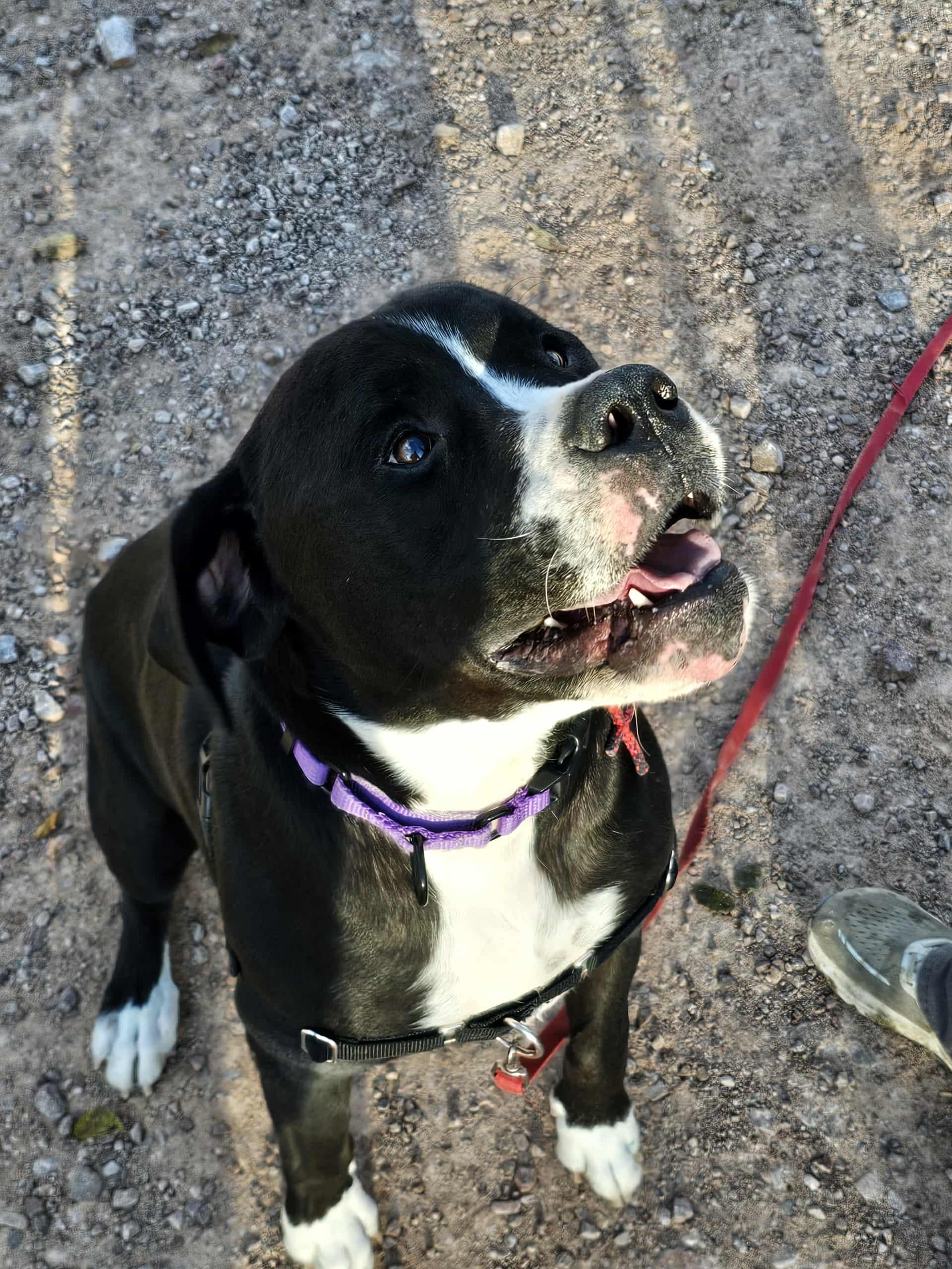 Tank, an adoptable Mastiff, Pit Bull Terrier in Newcastle, WY, 82701 | Photo Image 1