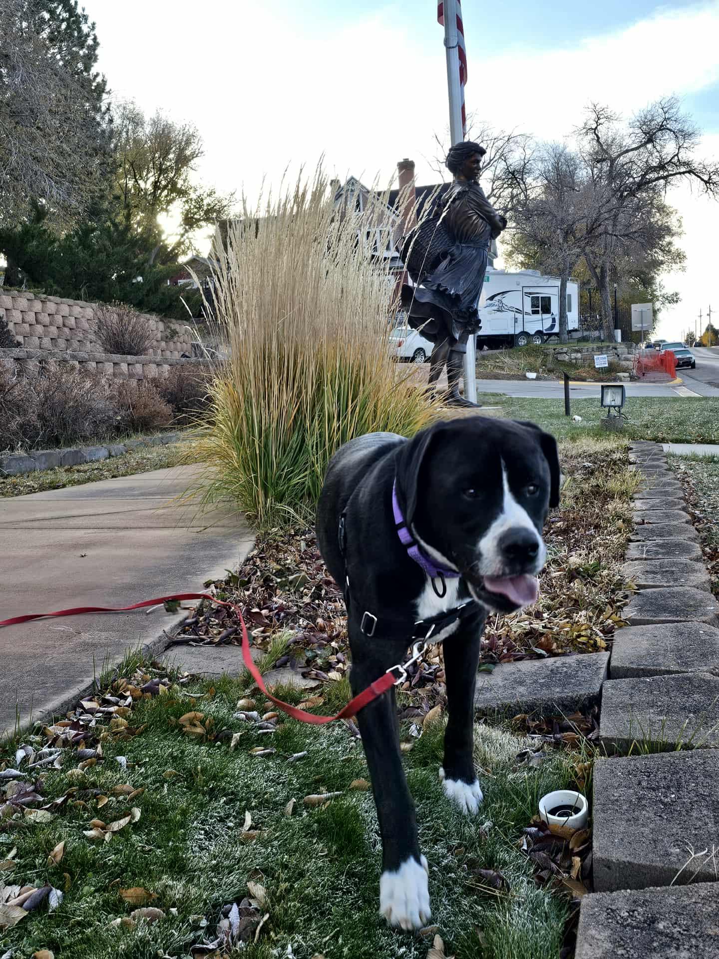 Tank, an adoptable Mastiff, Pit Bull Terrier in Newcastle, WY, 82701 | Photo Image 3