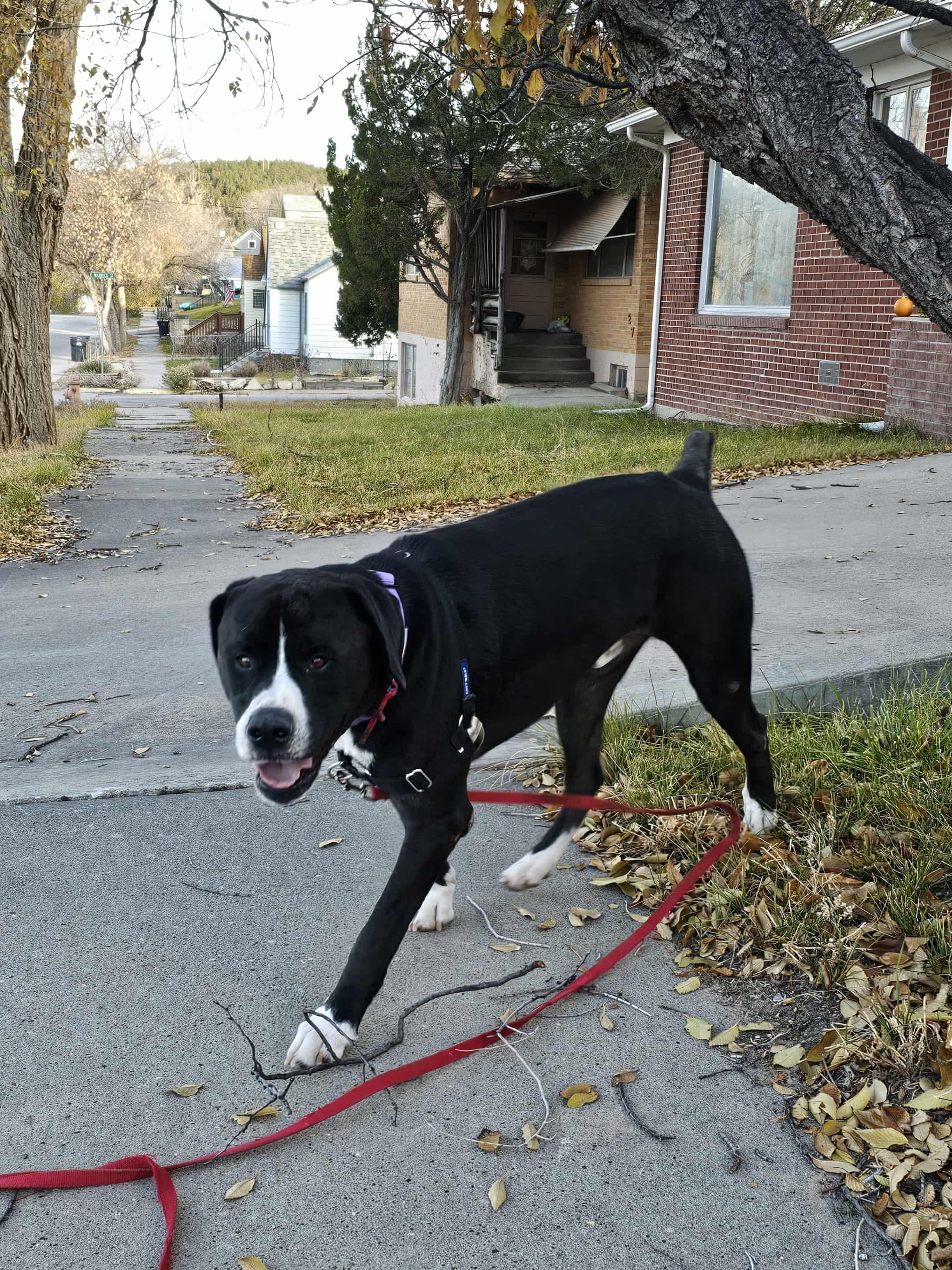 Tank, an adoptable Mastiff, Pit Bull Terrier in Newcastle, WY, 82701 | Photo Image 2