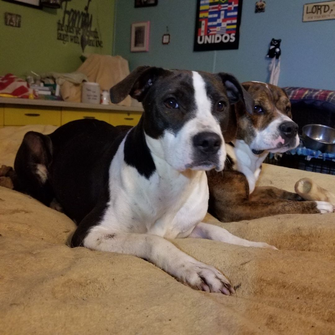 Enlarge Attica, a Adoptable mixed breed in Peru, IN image 1/12