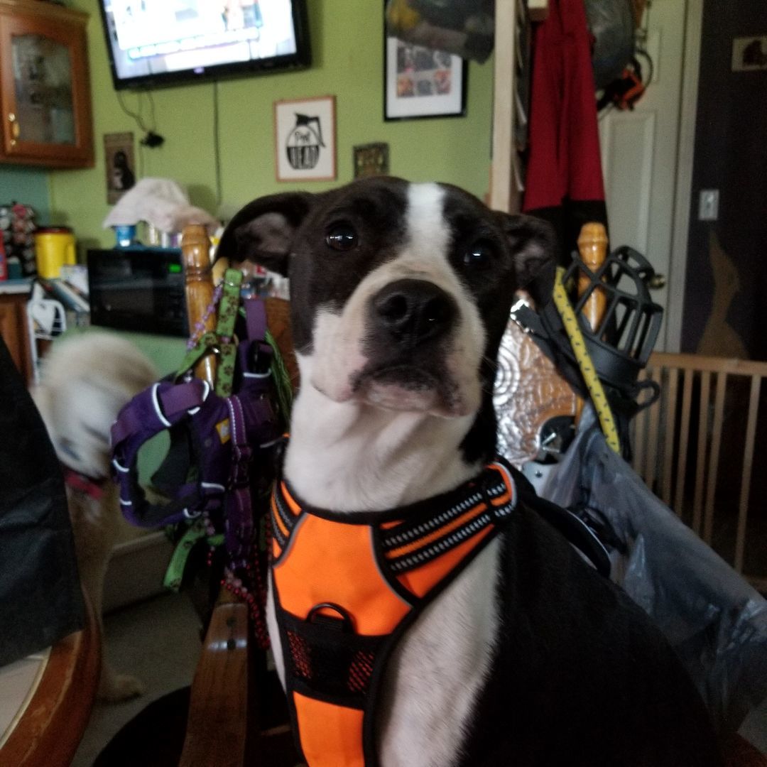 Enlarge Attica, a Adoptable mixed breed in Peru, IN image 4/12