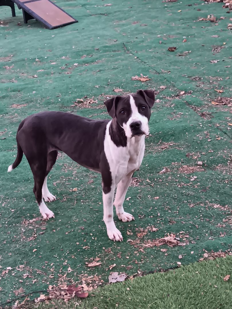 Enlarge Attica, a Adoptable mixed breed in Peru, IN image 6/12