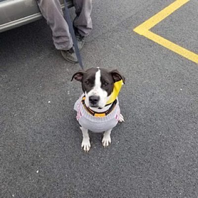 Enlarge Attica, a Adoptable mixed breed in Peru, IN image 7/12