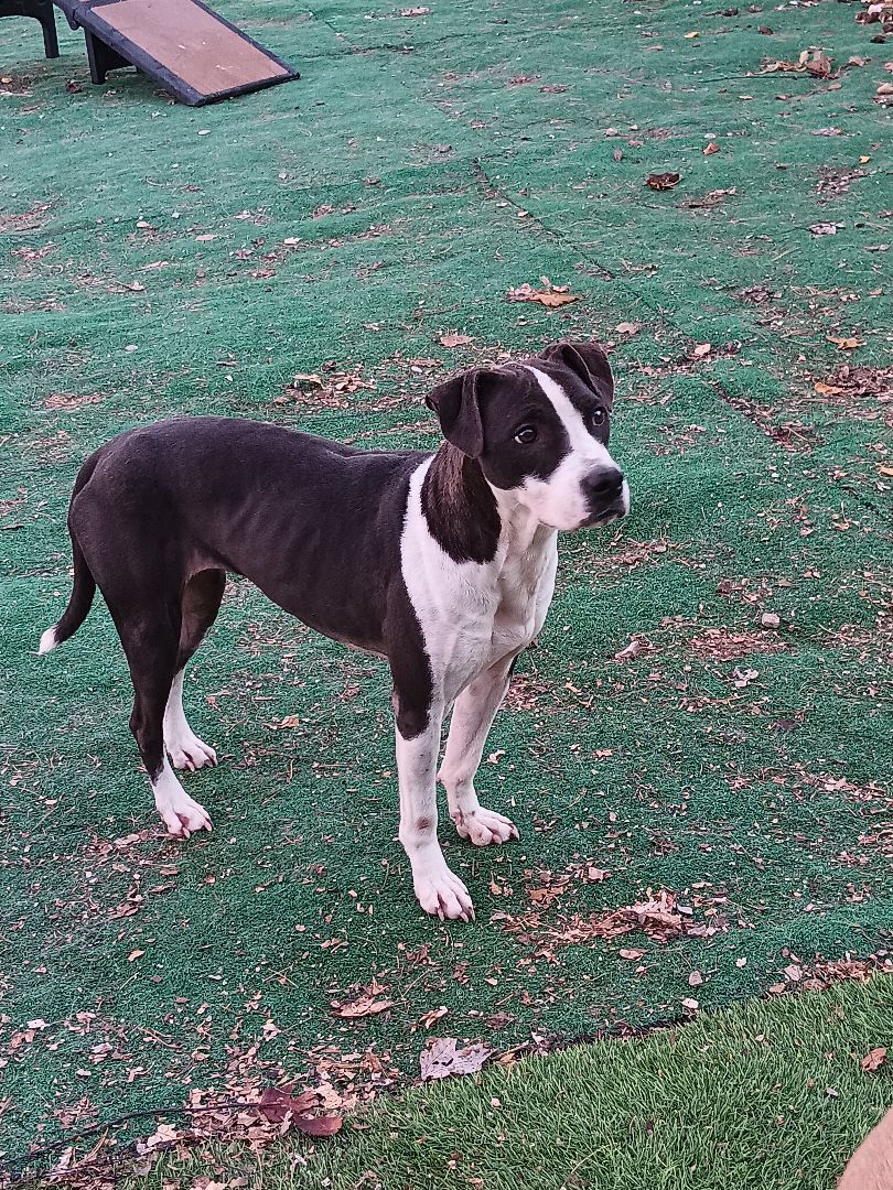 Enlarge Attica, a Adoptable mixed breed in Peru, IN image 10/12