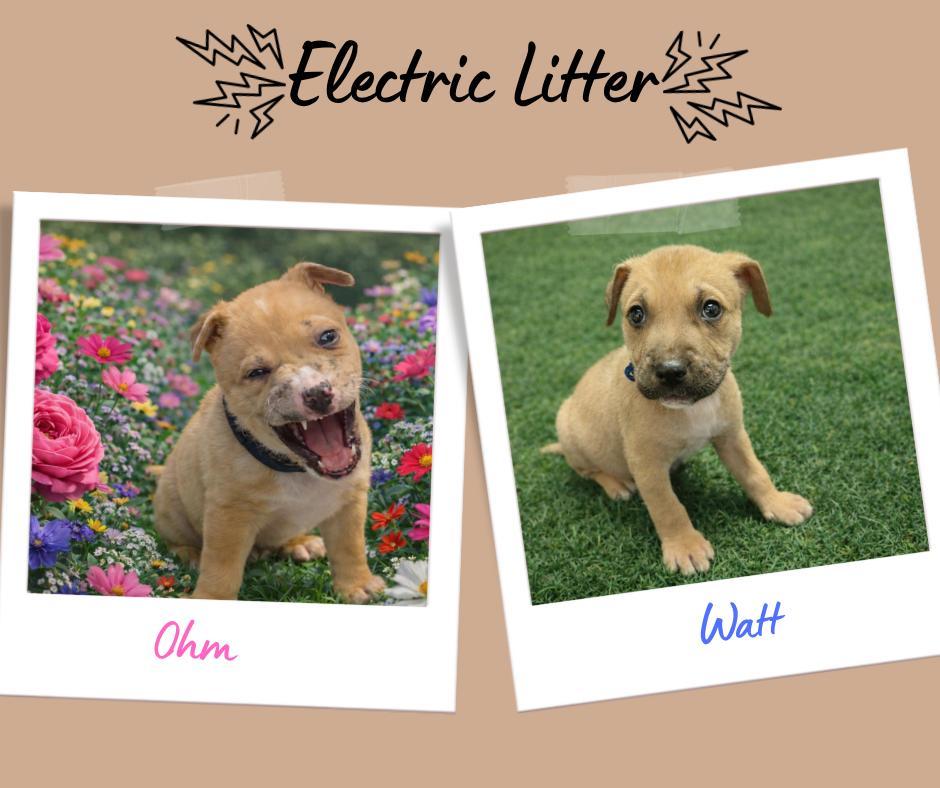 Enlarge Electric Litter, a ADOPTABLE Pit Bull Terrier in San Diego, CA image 4/5