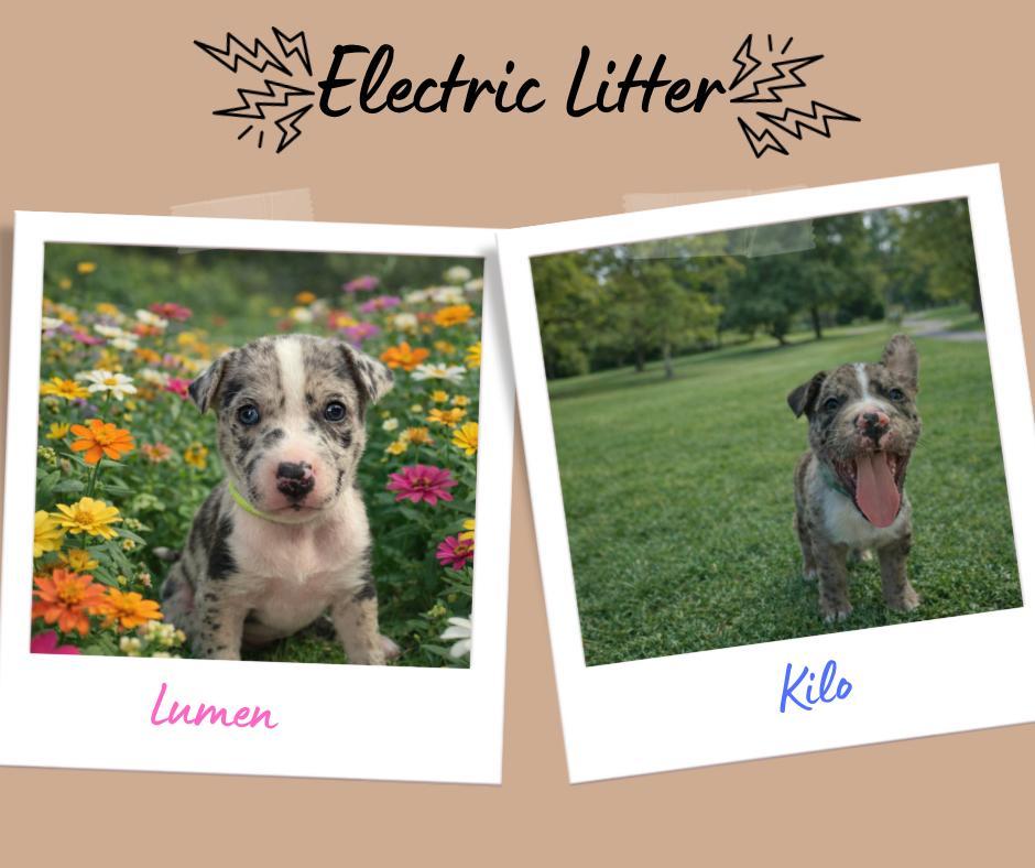 Enlarge Electric Litter, a ADOPTABLE Pit Bull Terrier in San Diego, CA image 1/5