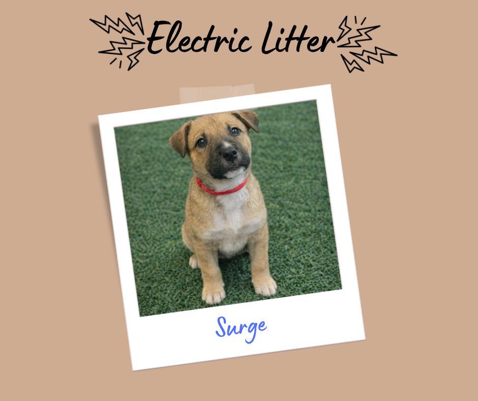 Enlarge Electric Litter, a ADOPTABLE Pit Bull Terrier in San Diego, CA image 5/5