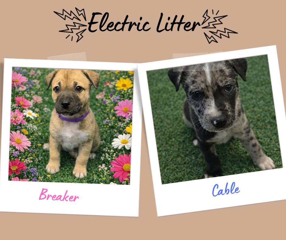 Ohm, Watt, Surge, Cable from Electric Litter, ADOPTABLE, Young Male Pit Bull Terrier.