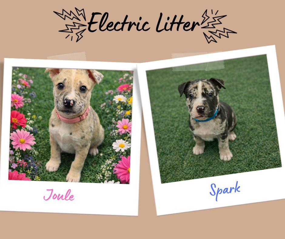Enlarge Electric Litter, a ADOPTABLE Pit Bull Terrier in San Diego, CA image 3/5