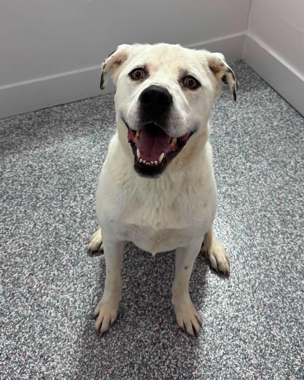 Babaloo, Adopted, Young Male Labrador Retriever & Great Pyrenees.