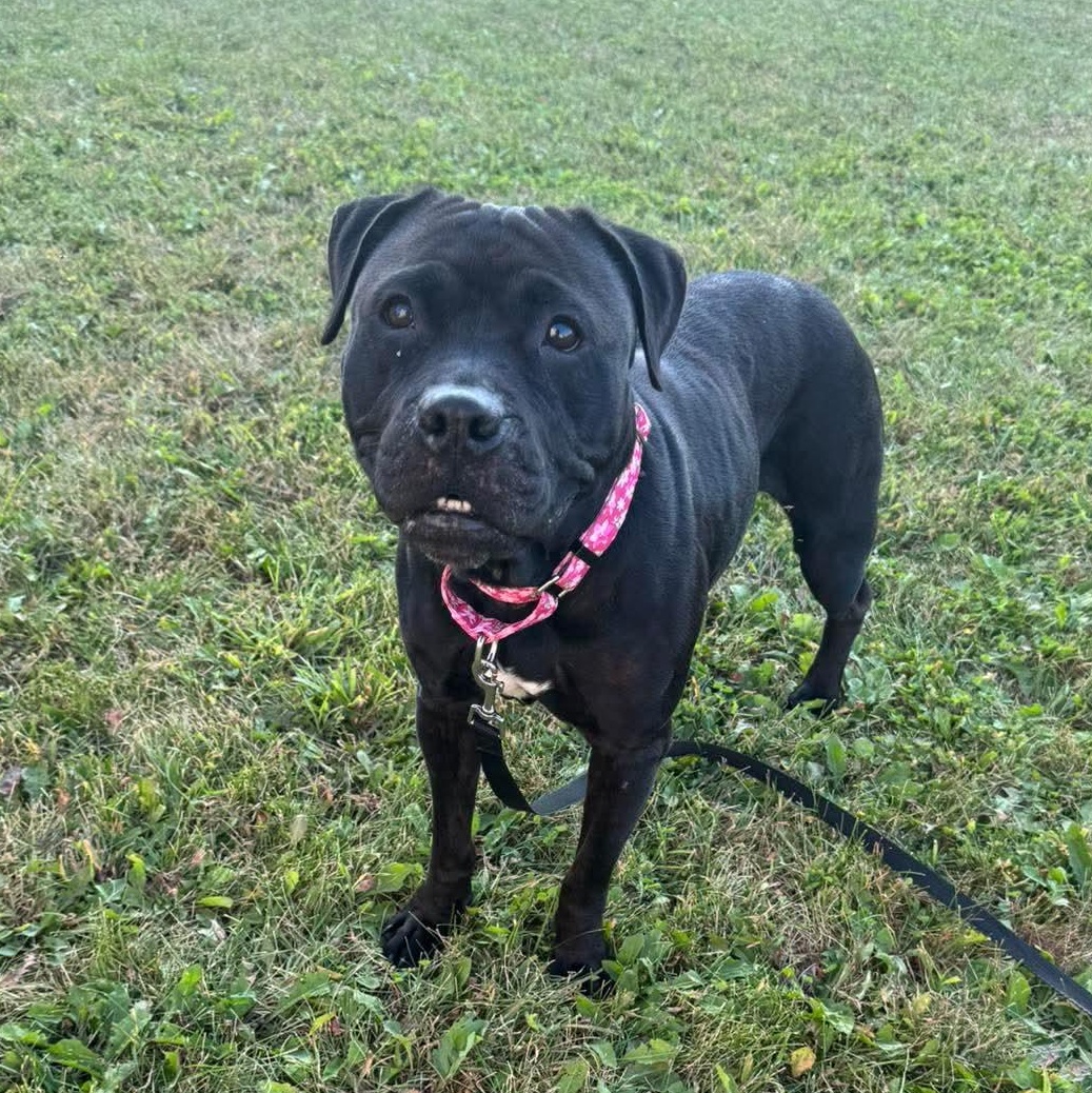 Trixie, ADOPTABLE, Young Female Pit Bull Terrier.