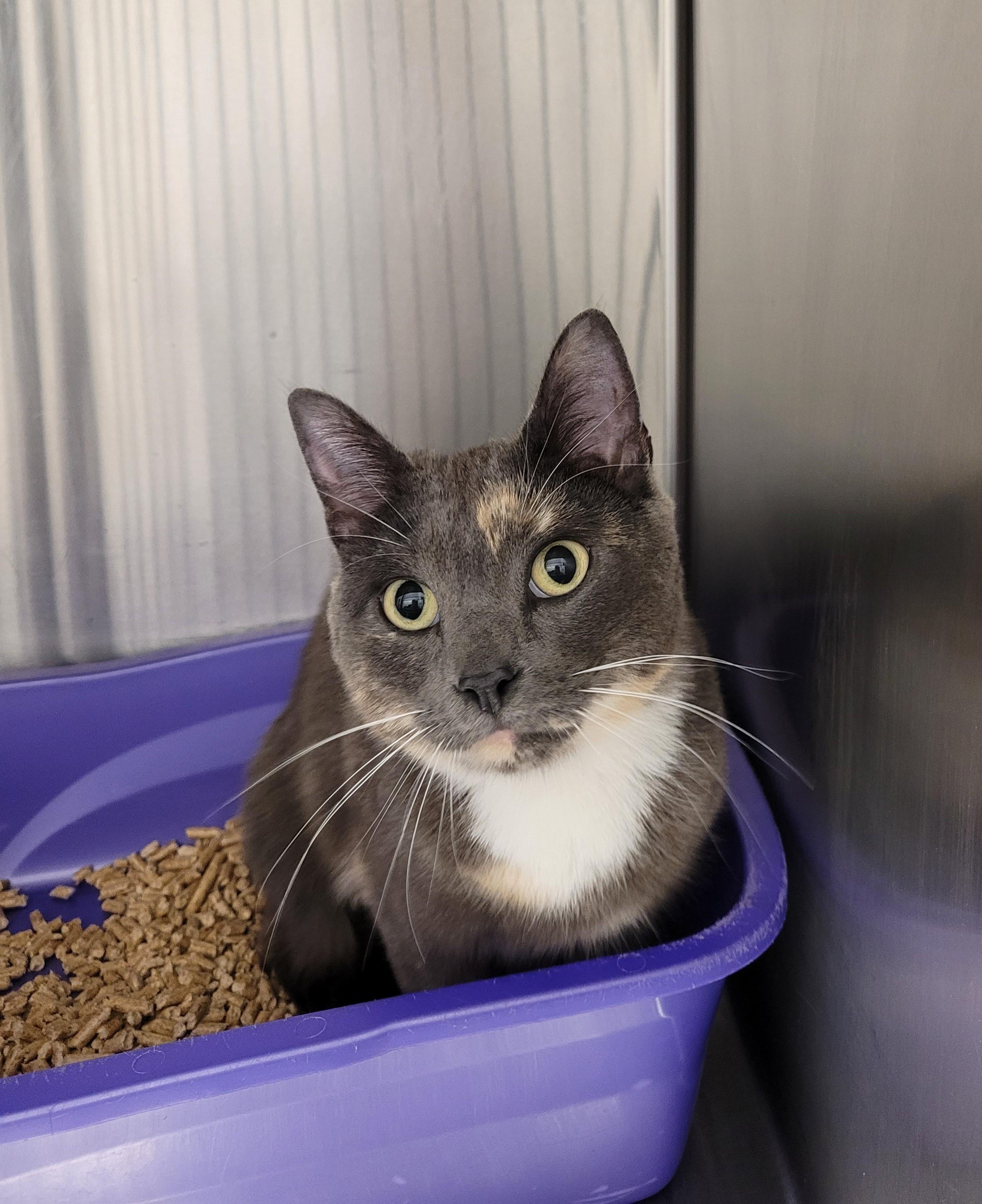 Enlarge Dolly, an adopted Domestic Short Hair in North Attleboro, MA image 2/2