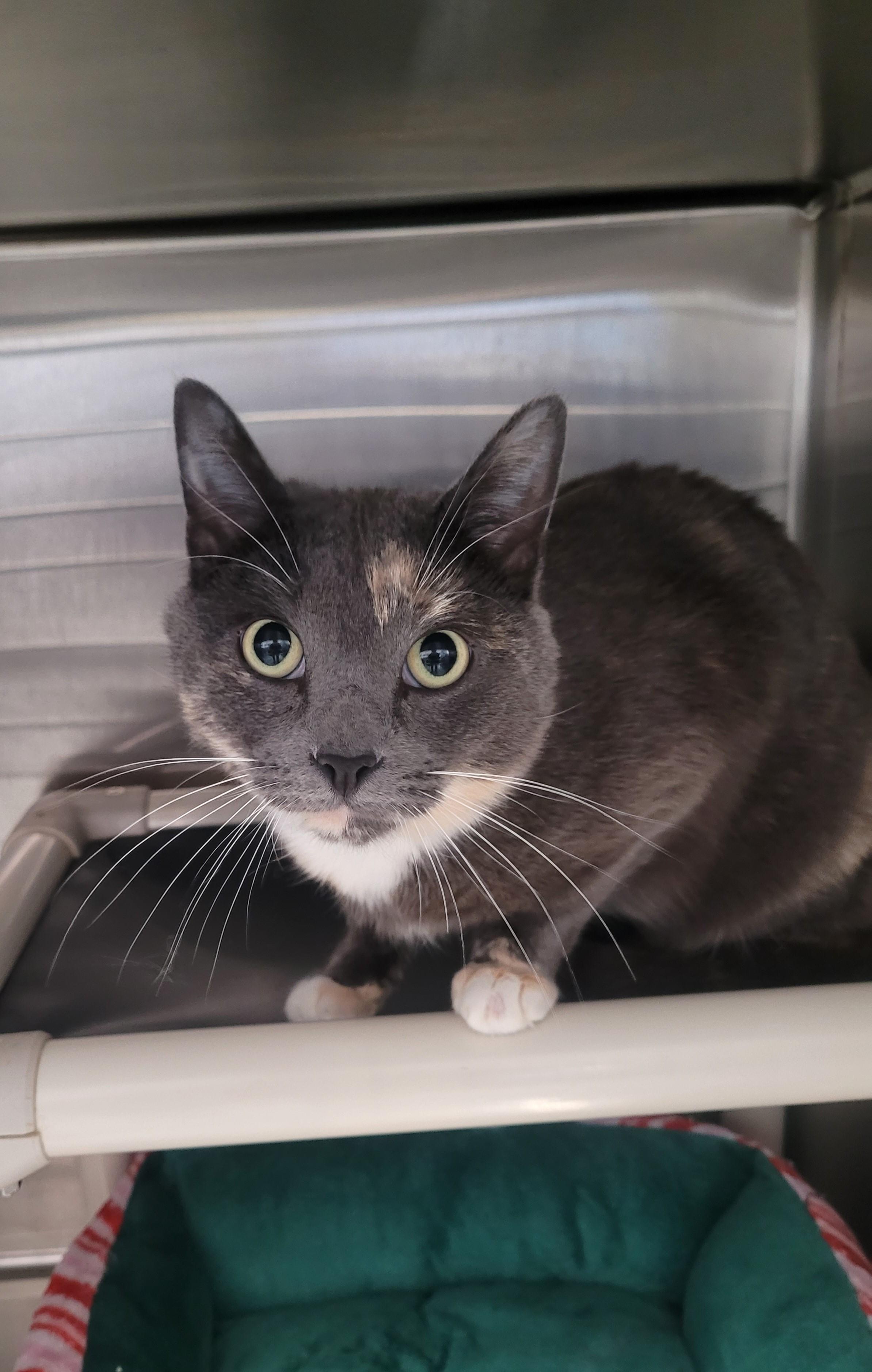 Enlarge Dolly, an adopted Domestic Short Hair in North Attleboro, MA image 1/2