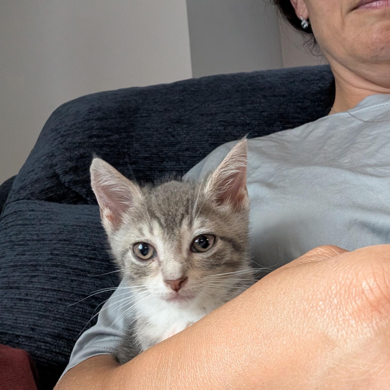 Thunder - (Weather Kittens), a Adoptable American Shorthair in Bordentown, NJ image 3/5