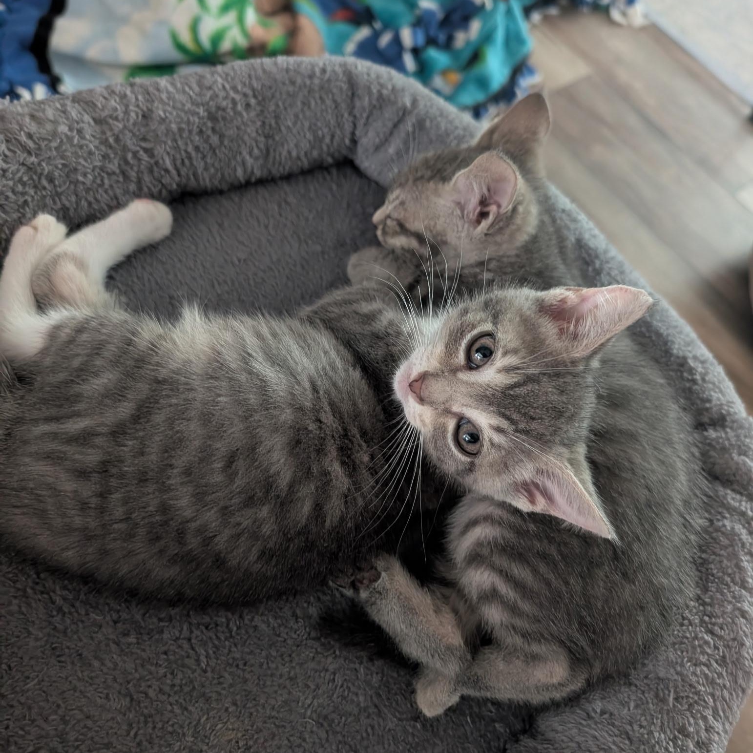 Thunder - (Weather Kittens), a Adoptable American Shorthair in Bordentown, NJ image 1/5