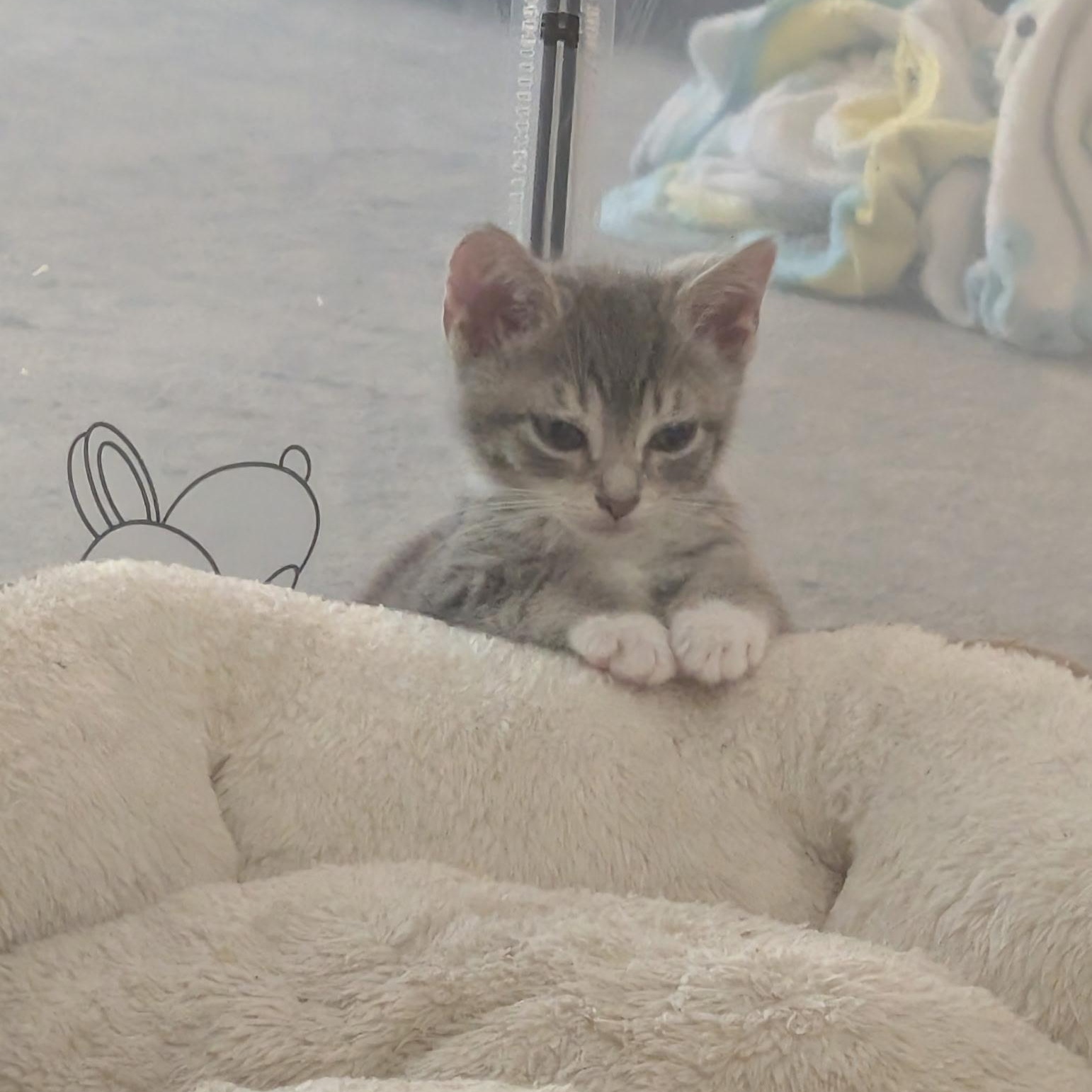 Thunder - (Weather Kittens), a Adoptable American Shorthair in Bordentown, NJ image 4/5