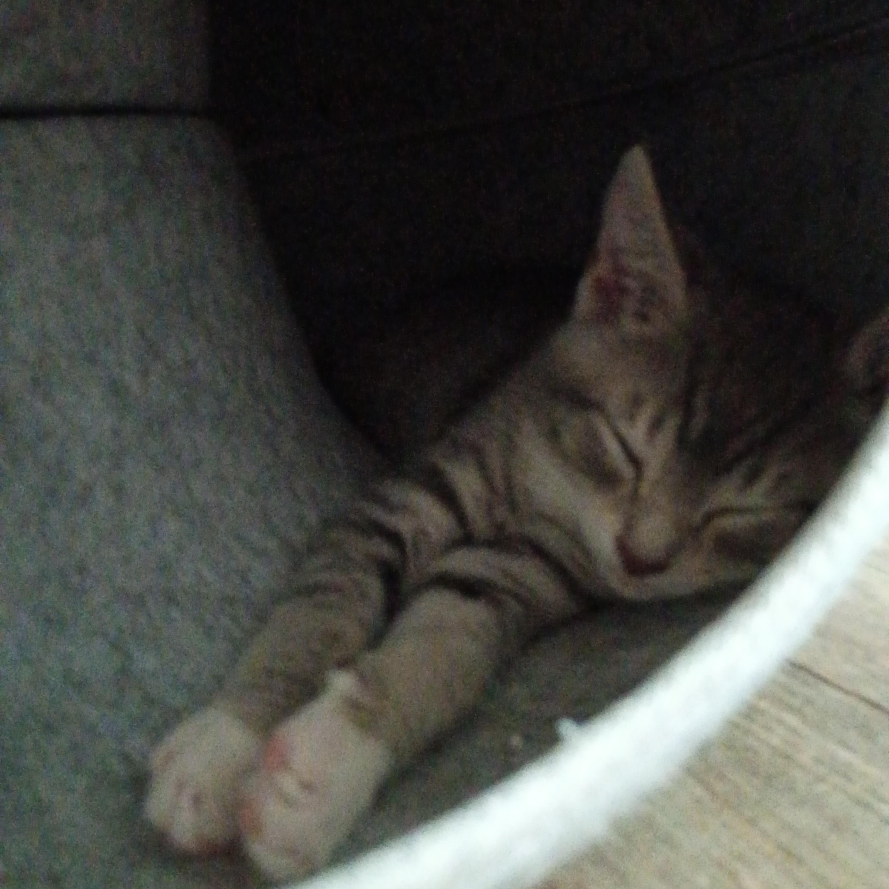Thunder - (Weather Kittens), a Adoptable American Shorthair in Bordentown, NJ image 2/5