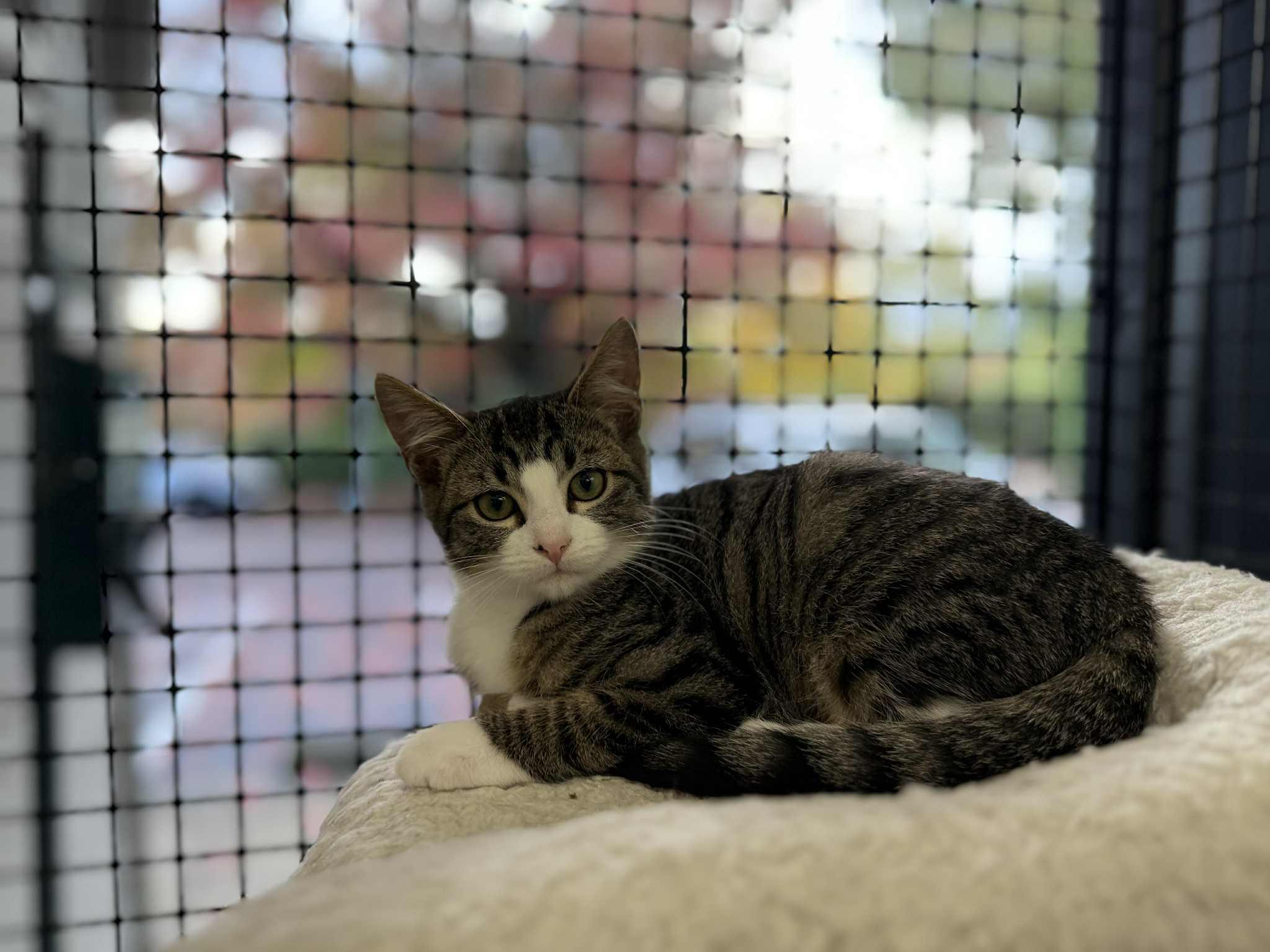 Posie - at Vista Pet Hospital