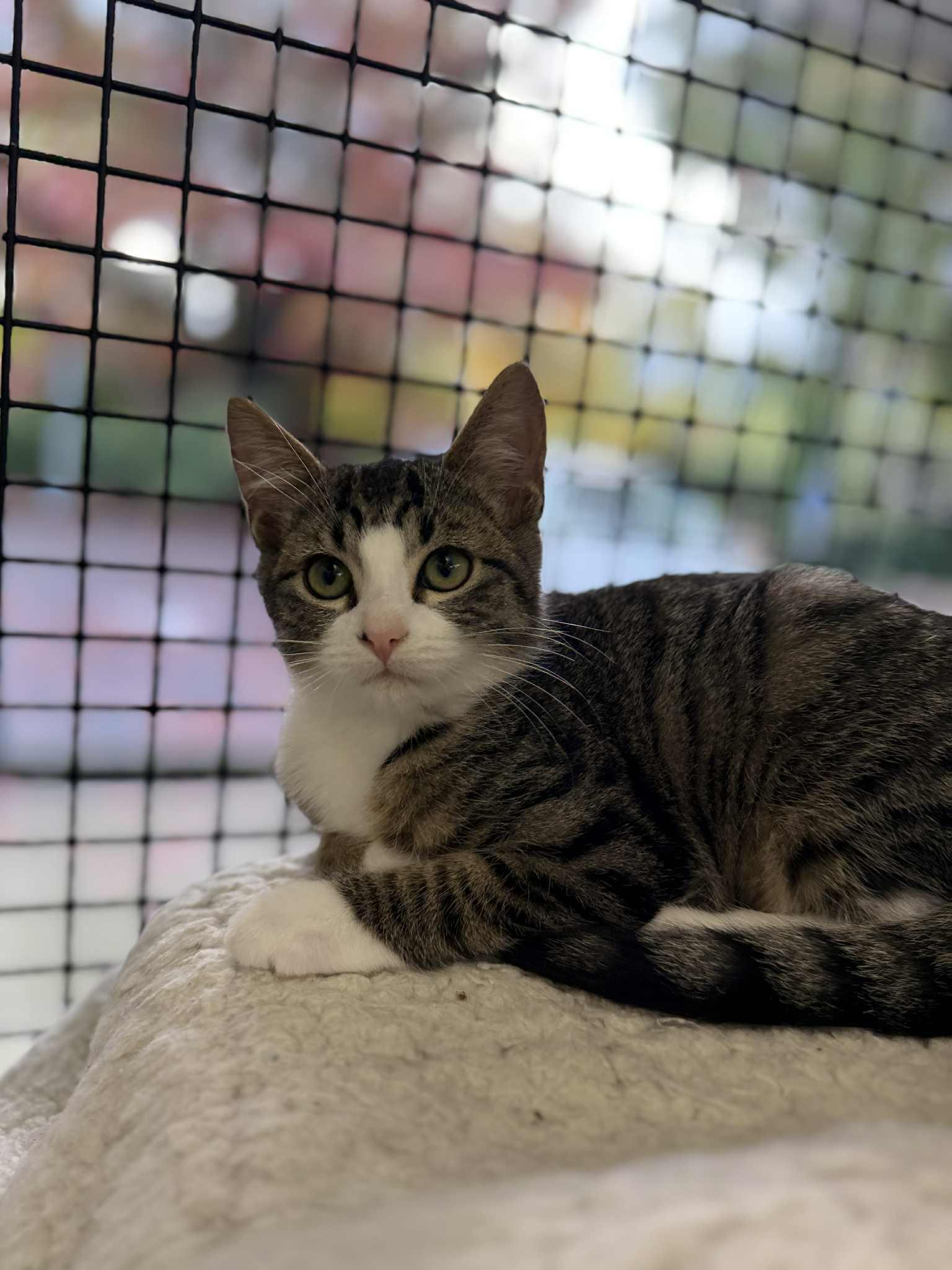 Posie - at Vista Pet Hospital