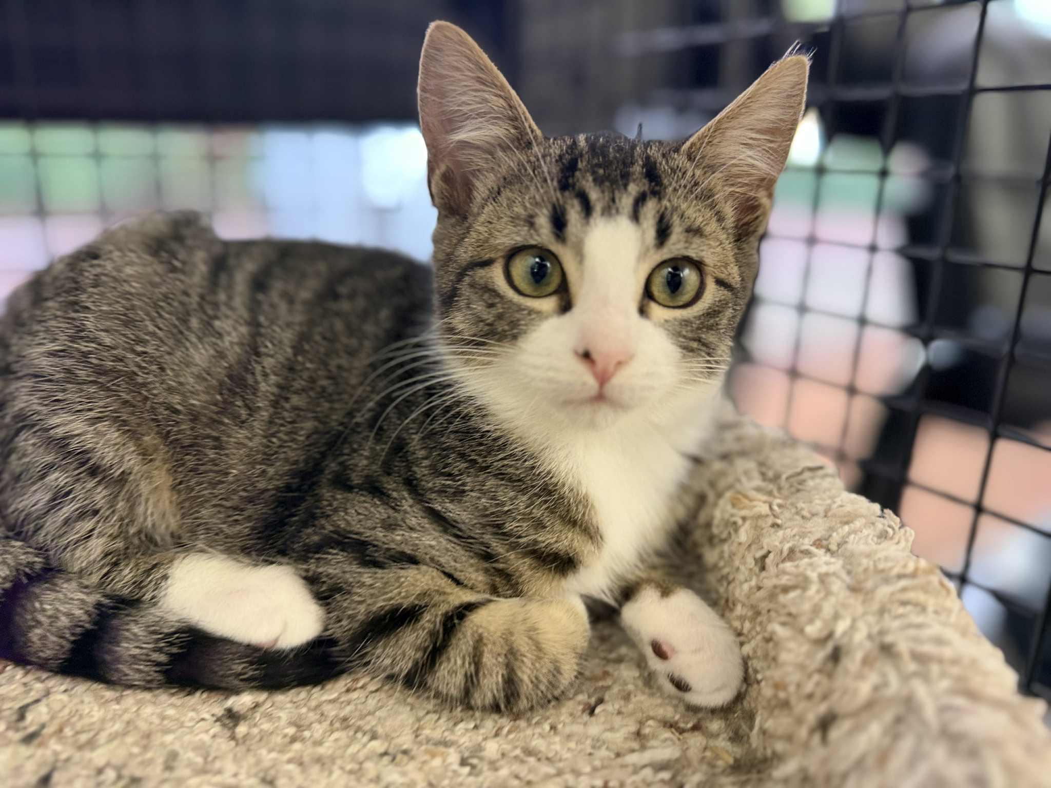 Posie - at Vista Pet Hospital