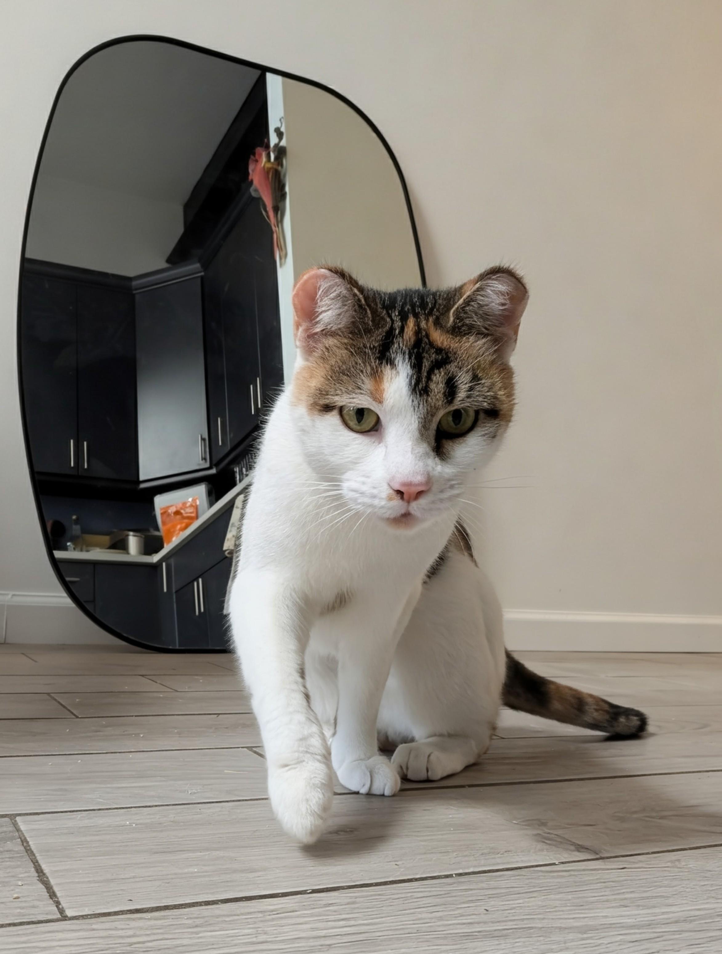 Odette, a ADOPTABLE Domestic Short Hair in Ridgewood, NY image 2/6