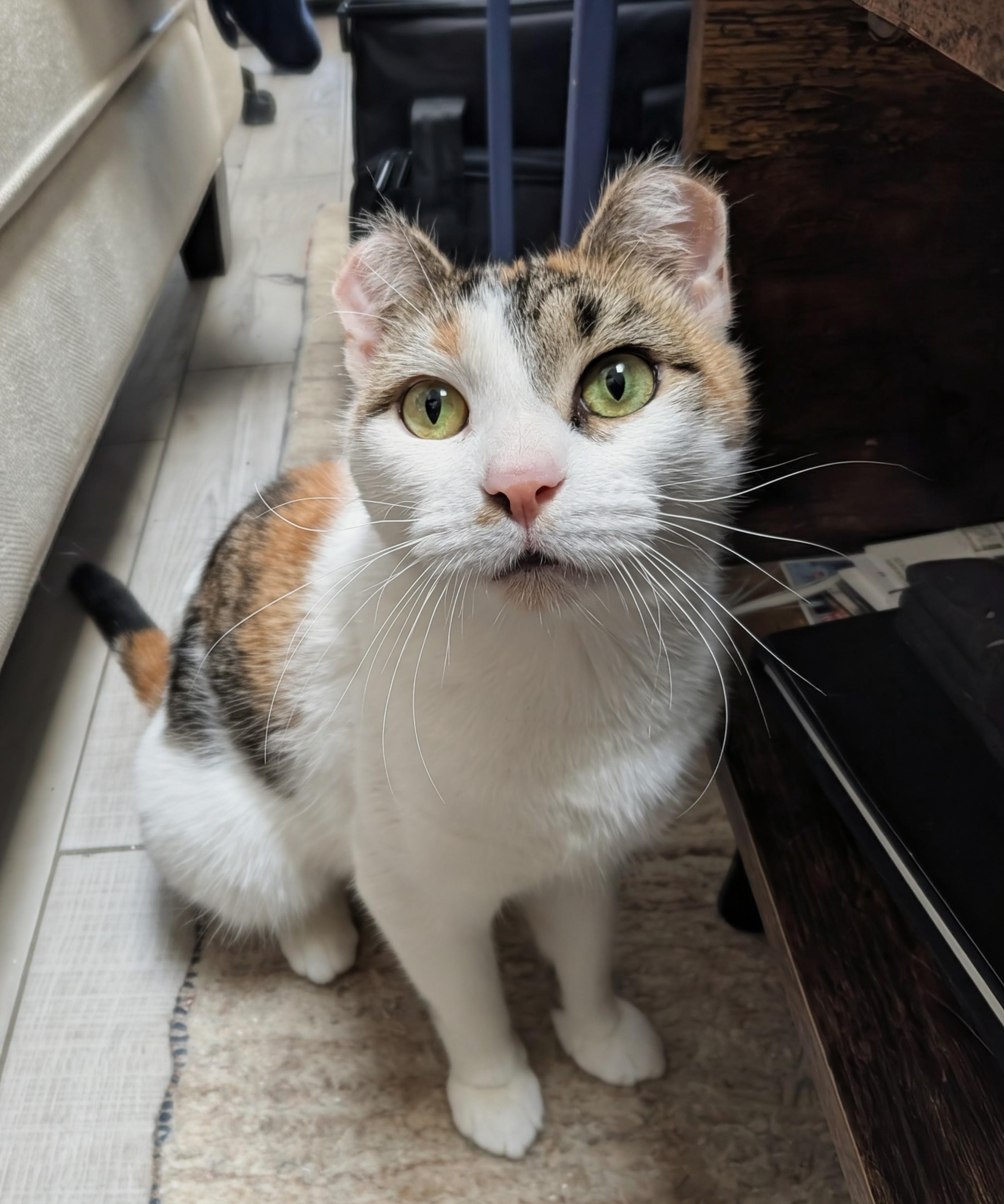 Odette, a ADOPTABLE Domestic Short Hair in Ridgewood, NY image 3/6