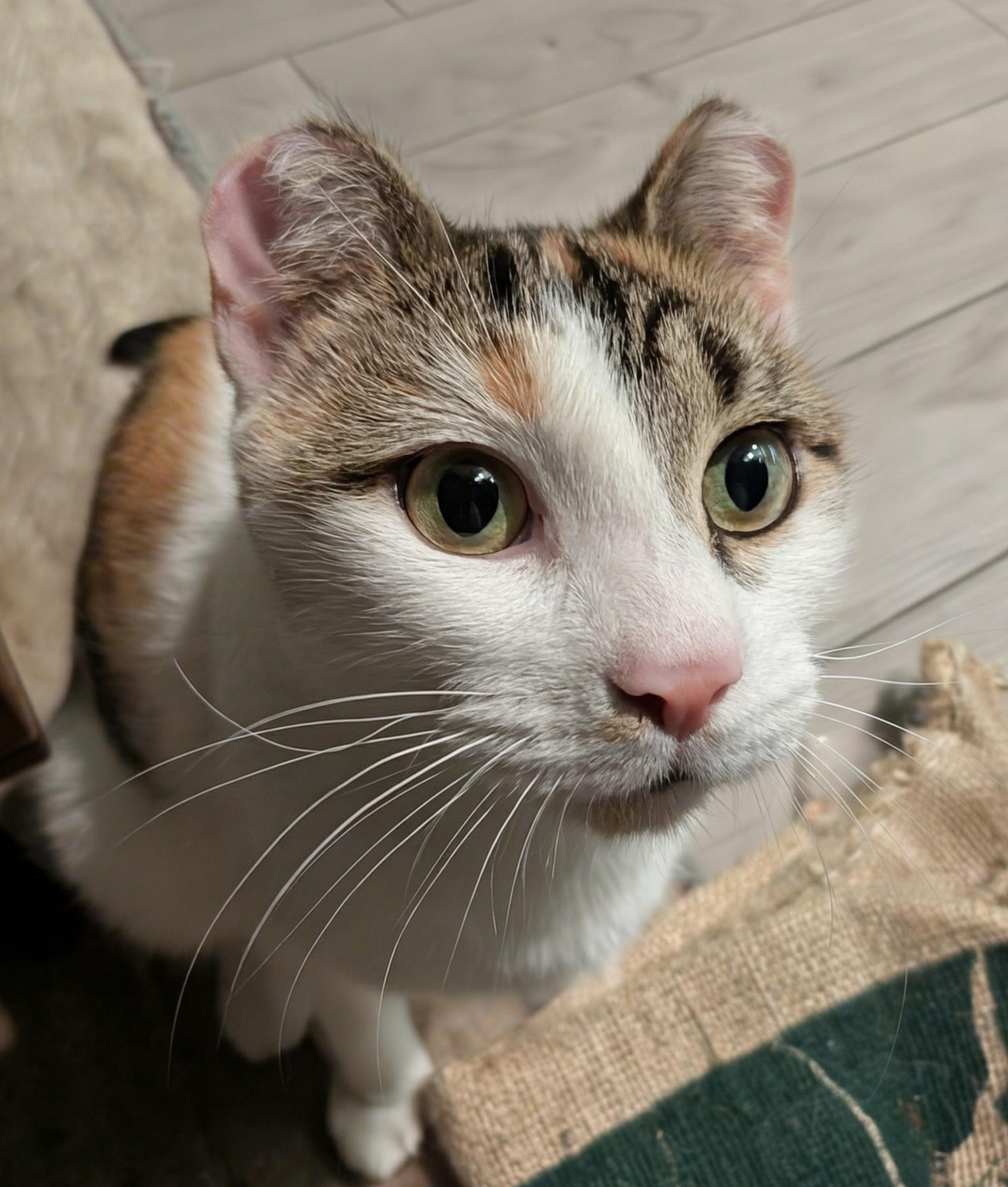 Odette, ADOPTABLE, Young Female Domestic Short Hair.