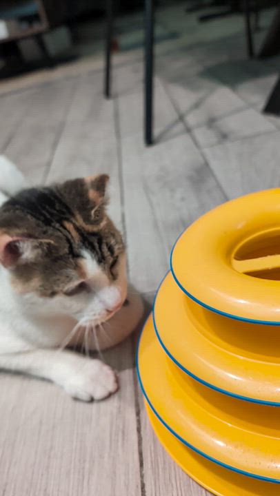 Enlarge Odette, a ADOPTABLE Domestic Short Hair in Ridgewood, NY video 5/6