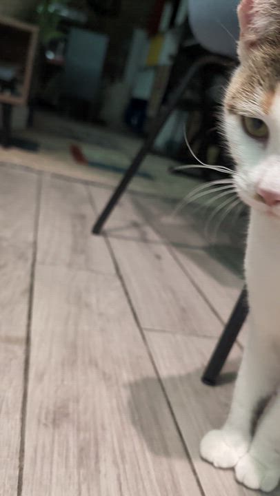 Enlarge Odette, a ADOPTABLE Domestic Short Hair in Ridgewood, NY video 6/6