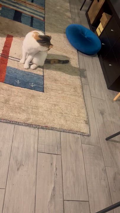 Enlarge Odette, a ADOPTABLE Domestic Short Hair in Ridgewood, NY video 4/6