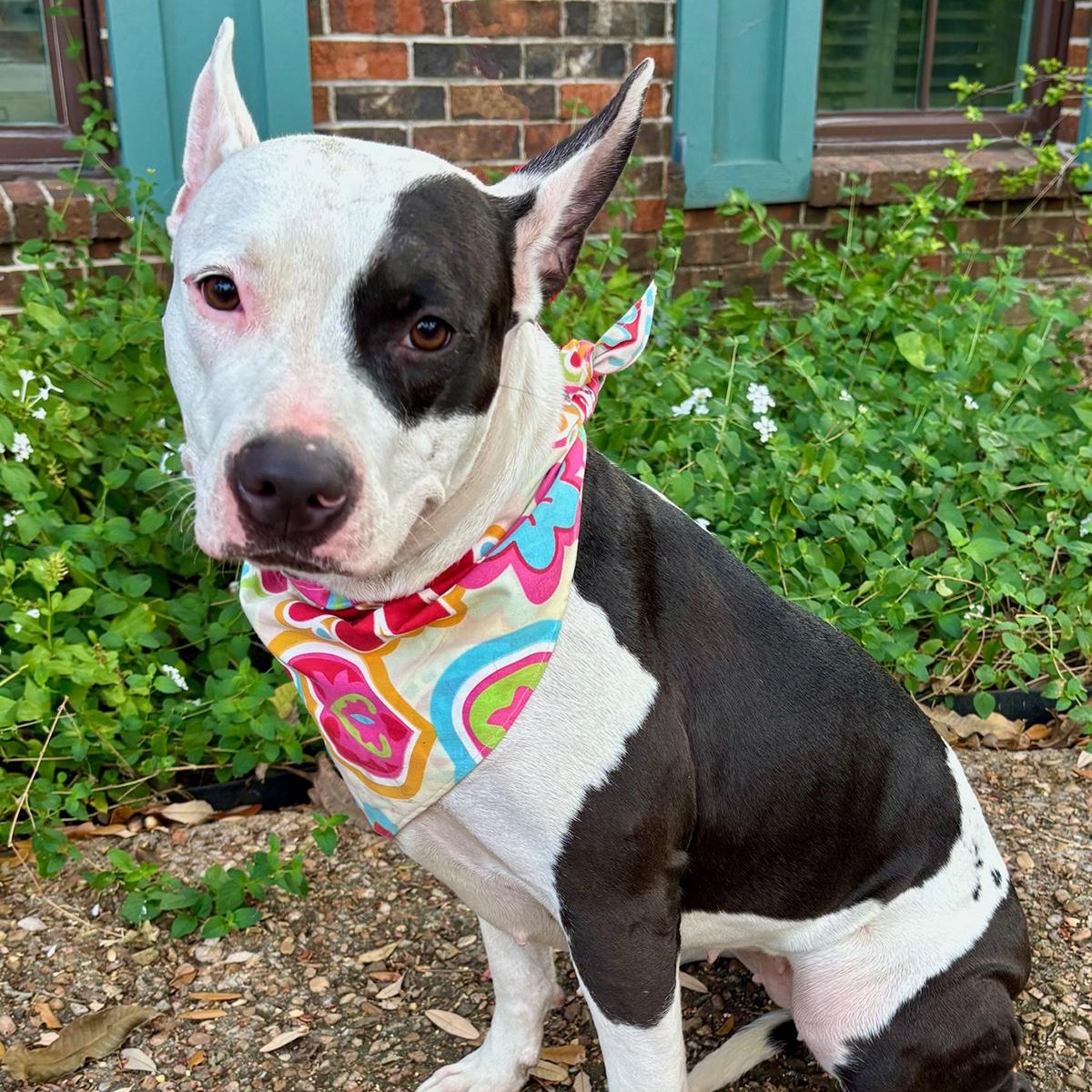 Darling DAISY - Super Calm and Sweet!, Adoptable, Adult Female American Bully & American Staffordshire Terrier.